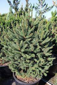 Attēlu rezultāti vaicājumam “Picea abies”