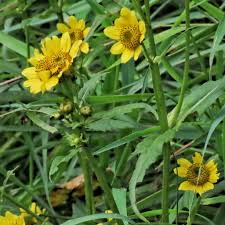 Attēlu rezultāti vaicājumam “Bidens cernua flower”