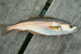 Image result for Pollachius pollachius