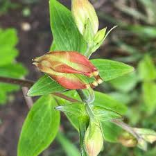 Attēlu rezultāti vaicājumam “Aquilegia vulgaris bud”