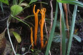 Attēlu rezultāti vaicājumam “Ramariopsis crocea”