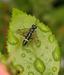 Attēlu rezultāti vaicājumam “Allantus cinctus”