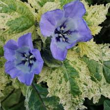 Attēlu rezultāti vaicājumam “Nicandra physalodes”