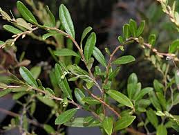 Attēlu rezultāti vaicājumam “Chamaedaphne calyculata”