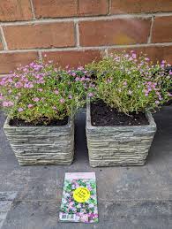 Attēlu rezultāti vaicājumam “Gypsophila muralis fruit”
