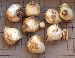 Attēlu rezultāti vaicājumam “Muscari armeniacum”