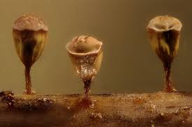 Attēlu rezultāti vaicājumam “Craterium minutum spores”