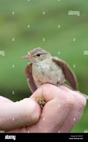 Attēlu rezultāti vaicājumam “Sylvia borin adult”