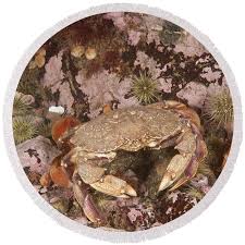 Image result for Cancer irroratus