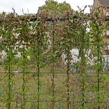 Attēlu rezultāti vaicājumam “Fallopia dumetorum leaf”