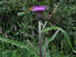 Attēlu rezultāti vaicājumam “Cirsium heterophyllum flower”
