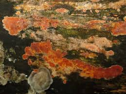 Attēlu rezultāti vaicājumam “Peniophora laurentii”