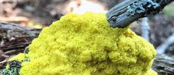 Attēlu rezultāti vaicājumam “Brefeldia maxima macro”