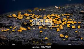 Attēlu rezultāti vaicājumam “Orbilia sp.”