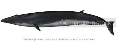 Image result for Balaenoptera physalus