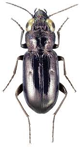 Attēlu rezultāti vaicājumam “Notiophilus germinyi”