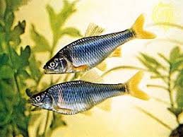 Image result for Ptychocheilus grandis