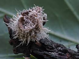 Attēlu rezultāti vaicājumam “Tilachlidium brachiatum”