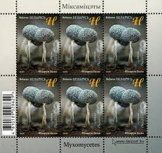 Attēlu rezultāti vaicājumam “Physarum album spores”