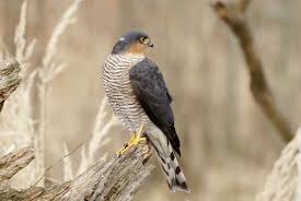 Attēlu rezultāti vaicājumam “Accipiter nisus male”