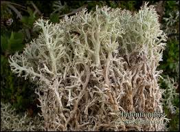Attēlu rezultāti vaicājumam “Cladonia mitis”