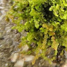 Attēlu rezultāti vaicājumam “Frullania dilatata”