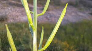 Attēlu rezultāti vaicājumam “Barbarea vulgaris subsp. arcuata fruit”