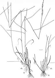 Attēlu rezultāti vaicājumam “Poa nemoralis leaf”