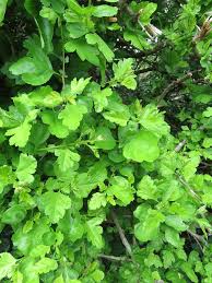Attēlu rezultāti vaicājumam “Crataegus x macrocarpa leaf”