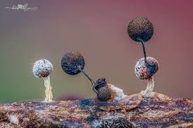 Attēlu rezultāti vaicājumam “Didymium proximum macro”