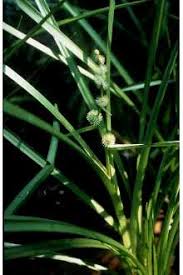 Attēlu rezultāti vaicājumam “Sparganiaceae”