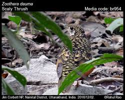 Image result for Zoothera dauma