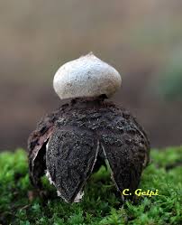 Attēlu rezultāti vaicājumam “Geastrum rufescens”