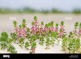 Attēlu rezultāti vaicājumam “Glaux maritima flower”