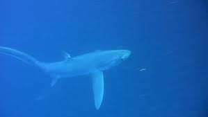 Image result for Alopias superciliosus