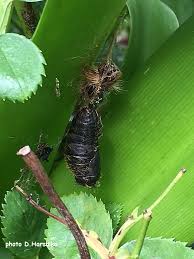 Attēlu rezultāti vaicājumam “Lymantria monacha pupa”