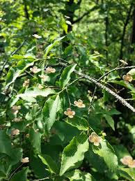 Attēlu rezultāti vaicājumam “Euonymus verrucosus”