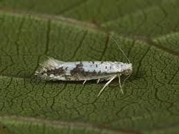 Attēlu rezultāti vaicājumam “Argyresthia semifusca”