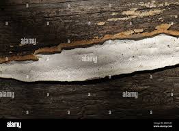 Attēlu rezultāti vaicājumam “Antrodia”