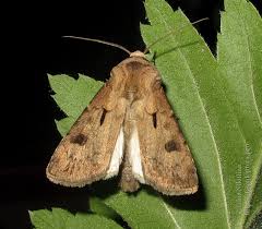 Attēlu rezultāti vaicājumam “Agrotis exclamationis”