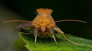 Attēlu rezultāti vaicājumam “Leucodonta bicoloria”