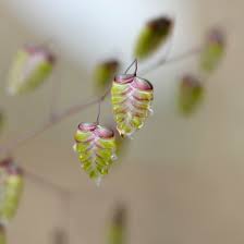 Attēlu rezultāti vaicājumam “Briza media bud”