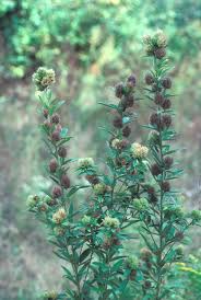 Attēlu rezultāti vaicājumam “Lophozia capitata”