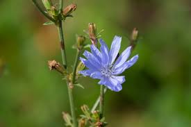 Image result for Cichorium intybus
