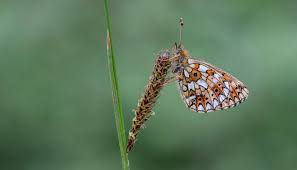 Attēlu rezultāti vaicājumam “Clossiana selene underside”