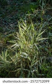 Attēlu rezultāti vaicājumam “Phalaroides arundinacea leaf”