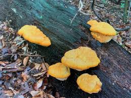 Attēlu rezultāti vaicājumam “Hapalopilus croceus”