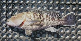 Image result for Centropristis striata