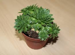 Image result for echtes Hauswurz