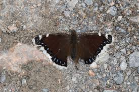 Attēlu rezultāti vaicājumam “Nymphalis antiopa upperside”